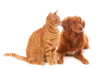 Hund og kat sammen
